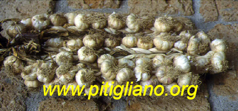 Aglio maremmano